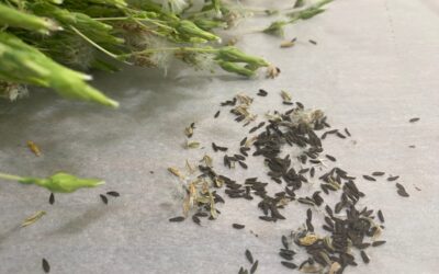 How to Save Lettuce Seeds- Step by Step