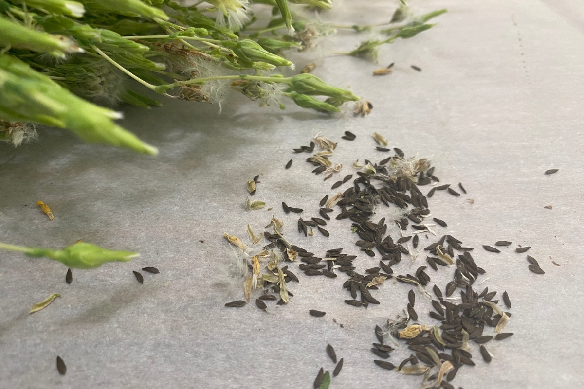 collected lettuce seeds