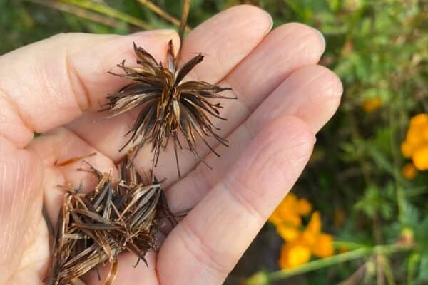 a close up of hands collecting cosmos seeds to saving