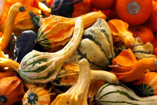 colorful gourds 