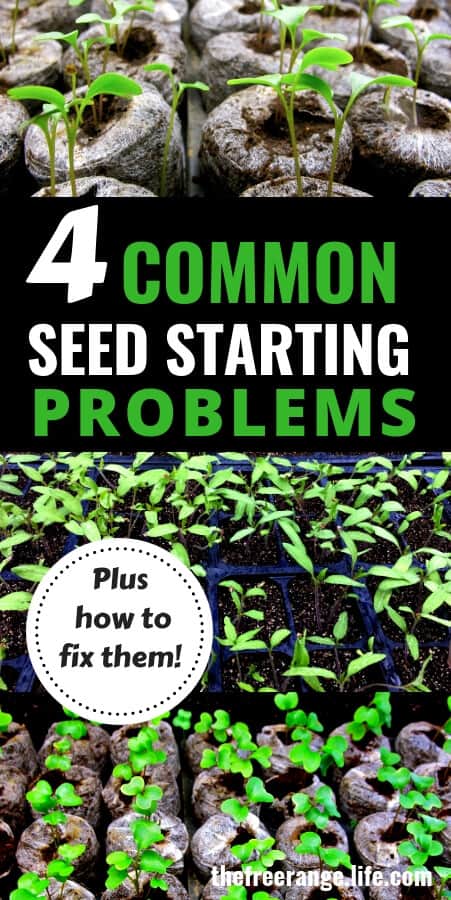 Vegetable Gardening Ideas: Is your seed starting failing? Check out these 4 common problems AND how to fix them