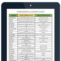 Companion Planting Chart For Watermelon