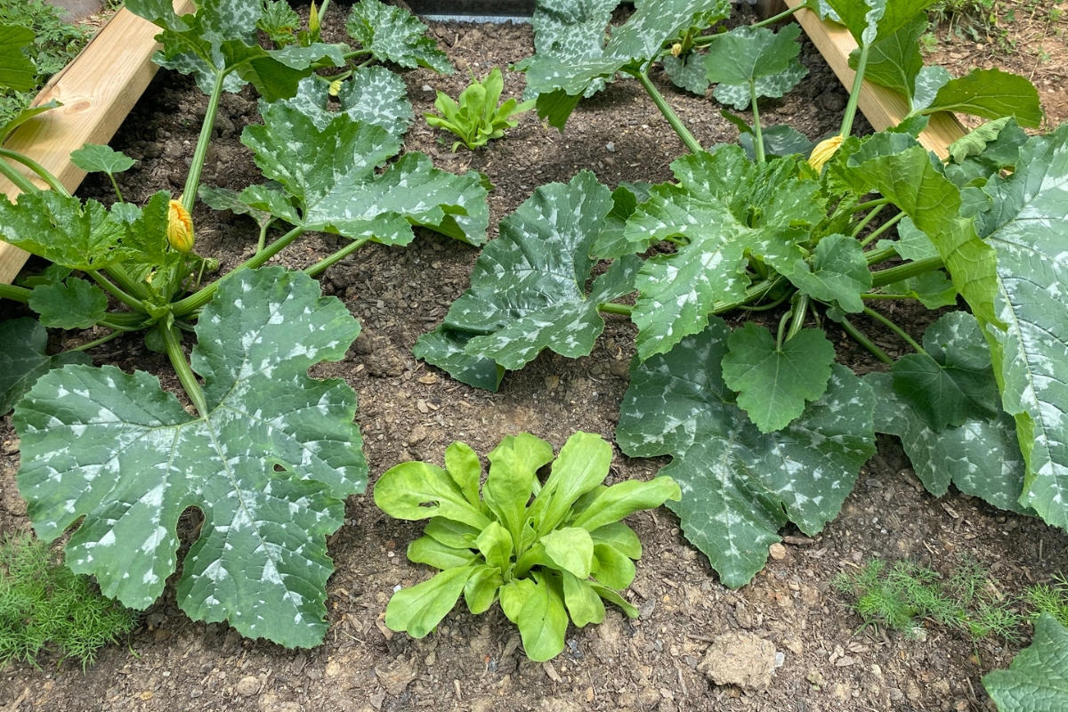 companion for zucchini growing with calendula