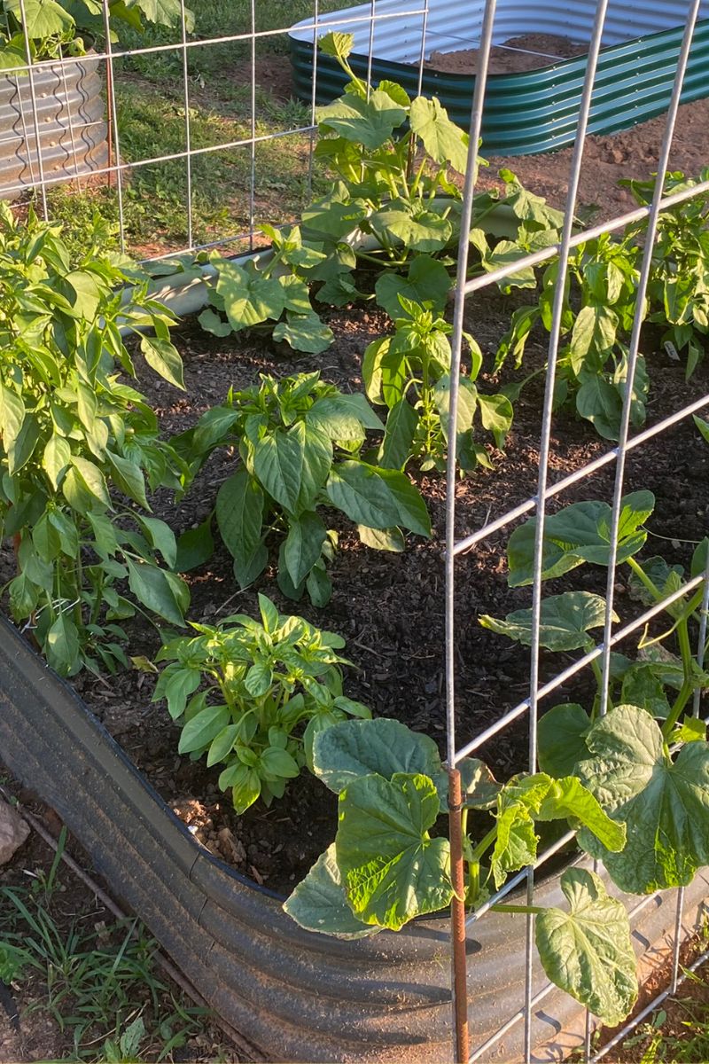 companion planted bed with  basil, cucumbers and peppers