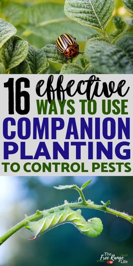  Companion plants like marigolds and herbs for natural pest control in gardens