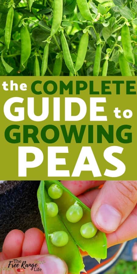 complete guide to growing peas 