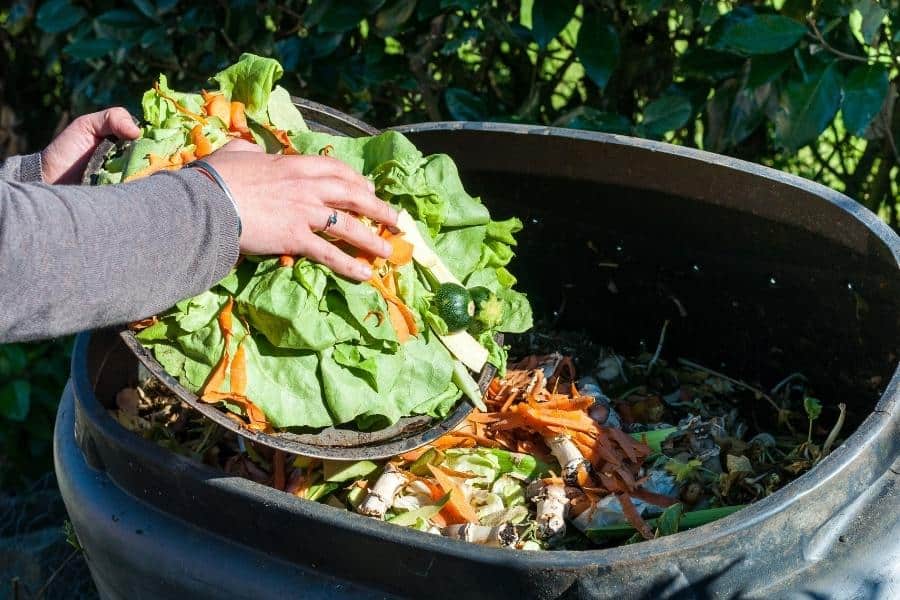 kitchen scraps being put in compost pile