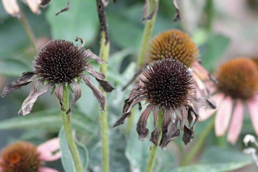 conflower heads completely dry and ready to harvest seeds