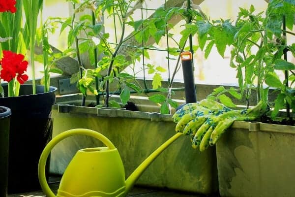 planters with tomatoes and a yellow watering can