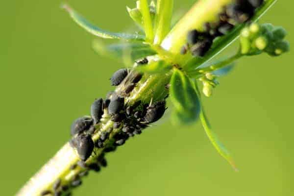 Image of Catnip companion plant to deter aphids