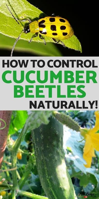 Organic Gardening: Cucumber beetles may not seem as destructive as squash bugs, but they can still cause lots of problems. Learn how to control cucumber beetles naturally!