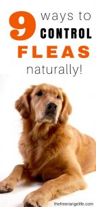 9 Natural Ways to Get Rid of Fleas in Your Home and On Your Pets