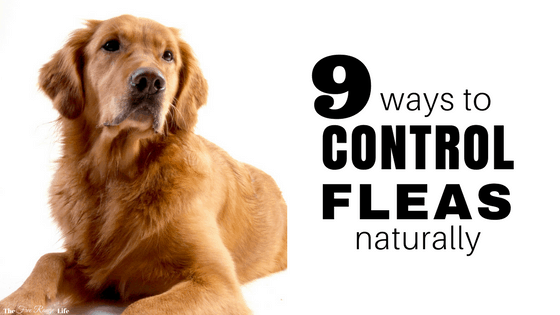 Controlling fleas is tough and who wants to poison your pets to get rid of them? Try these 9 ways to control fleas naturally and get rid of them for good!