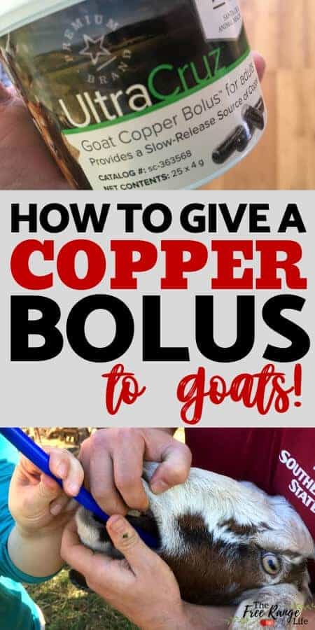 how to give a copper bolus to goats