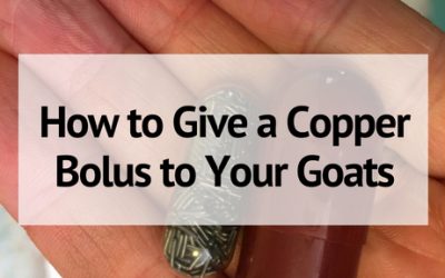 How to Give a Copper Bolus to Your Goat the Easy Way