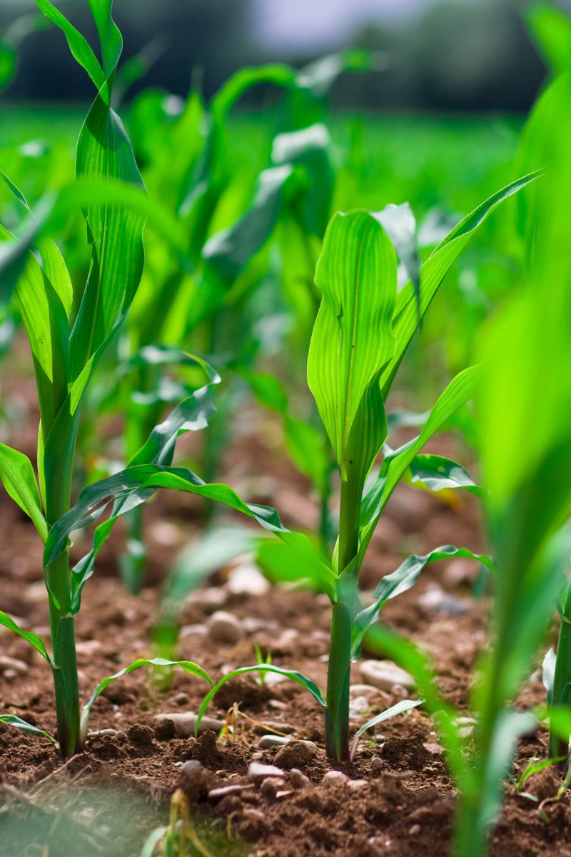 corn plants in garden