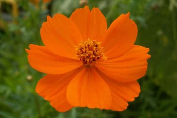 close up of orange cosmo bloom