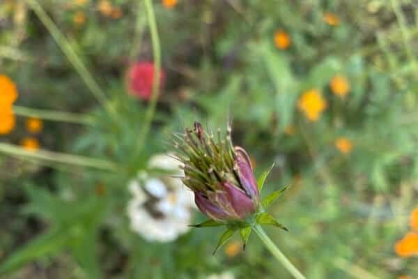 cosmos with immature seeds 