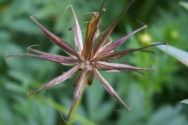 mature cosmos seeds ready to be collected