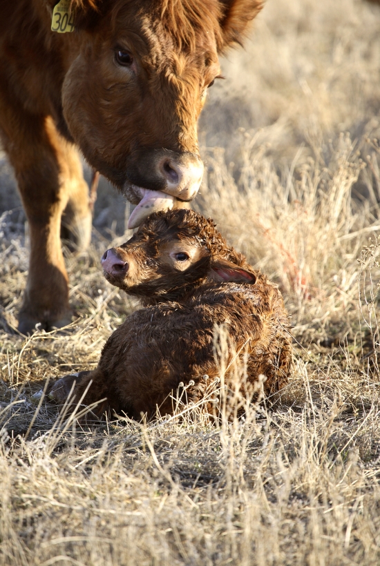 cow licking calf