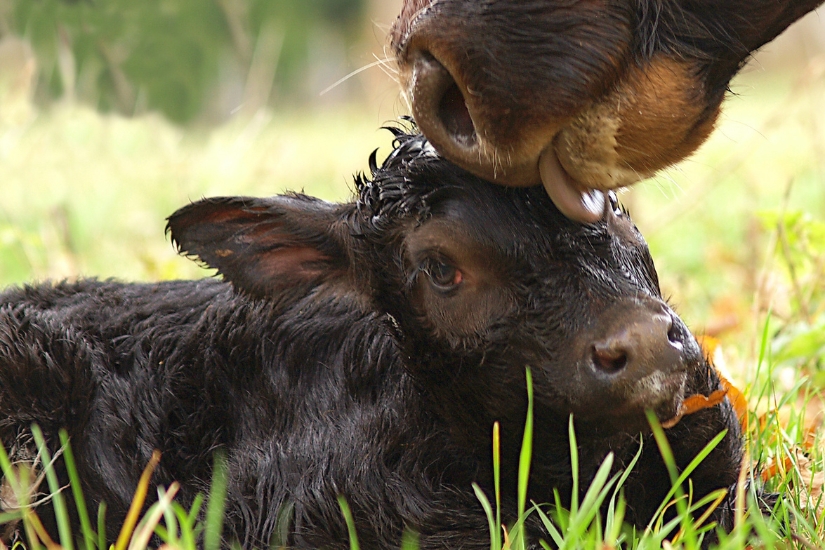 cow licking new calf