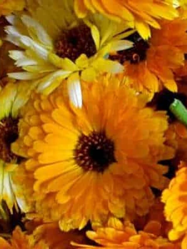 30 Amazing Benefits and Uses for Calendula The Free Range Life®