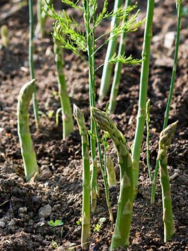 The Best Asparagus Companion Plants Story