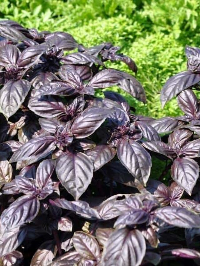 Best Basil Companion Plants for Your Backyard Garden Story The Free