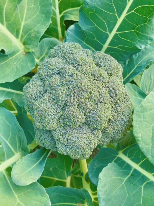 How to Grow Broccoli from Seed in Your Vegetable Garden Story