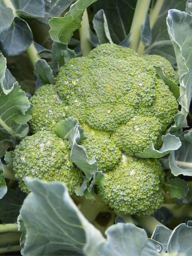 How to Grow Broccoli from Seed Story
