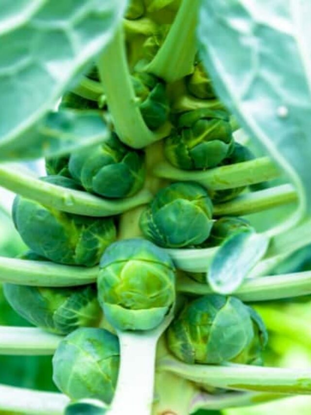How to Grow Brussels Sprouts in Your Vegetable Garden Story