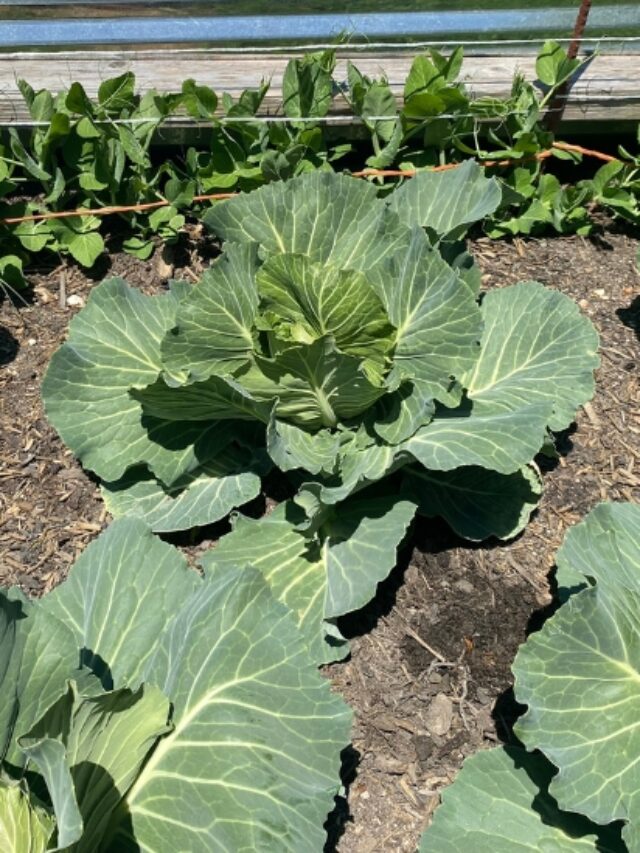 How to Grow Cabbage from Seed Story