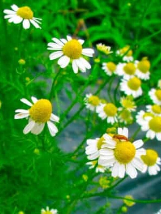 12 Amazing Chamomile Tea Benefits For Your Health Story - The Free ...