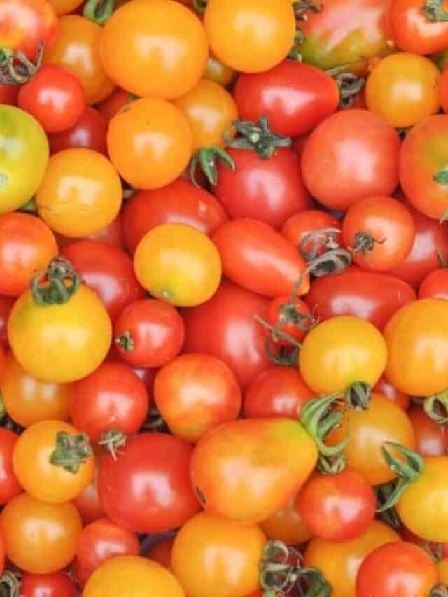 5 Simple and Delicious Ways to Preserve Cherry Tomatoes Story