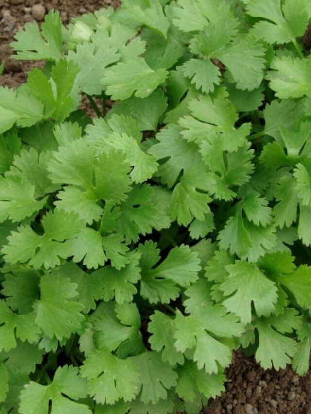 How to Grow Cilantro in Your Garden Story
