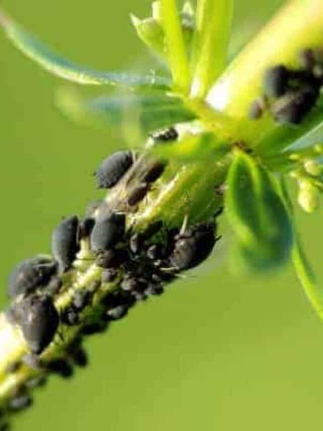 How to Control Aphids 9 Companion Plants That Repel Aphids Story The