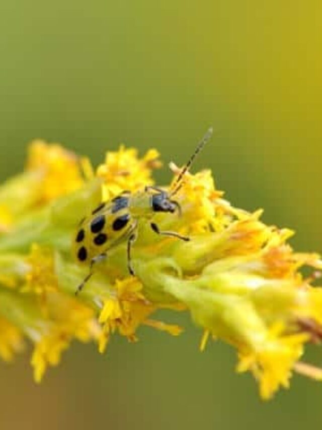 How To Control Cucumber Beetles Organically Story The Free Range Life® 3817