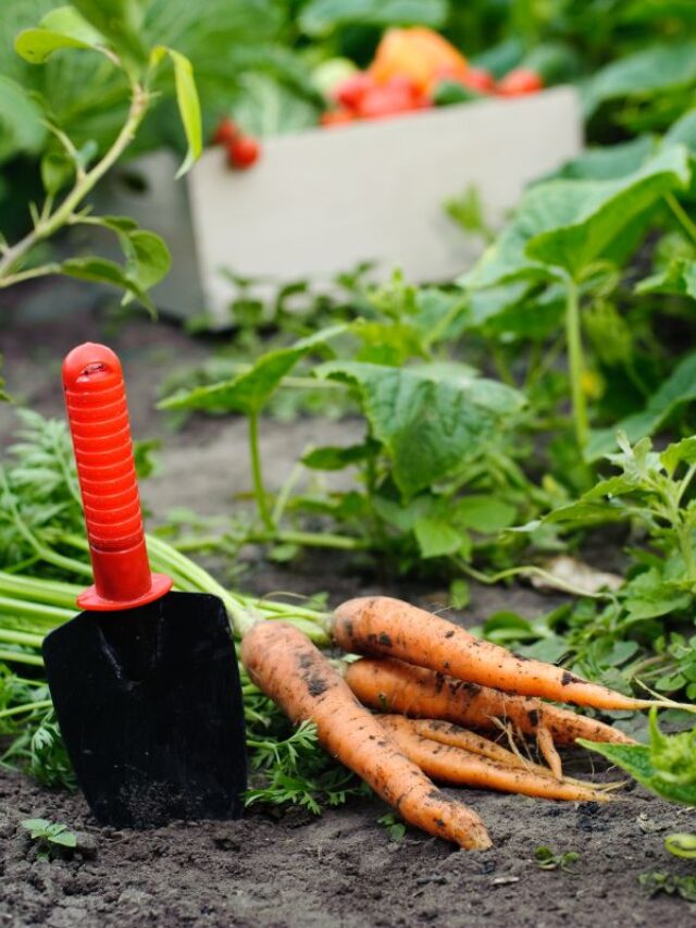 How to Grow Carrots from Seed Story