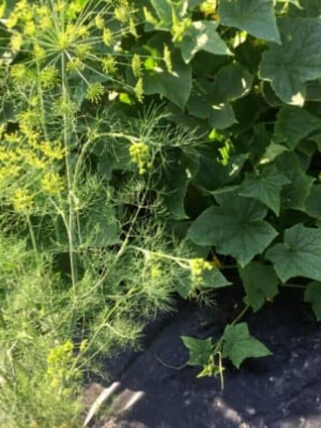 The Best Companion Plants for Cucumbers in the Backyard Garden Story The Free Range Life®