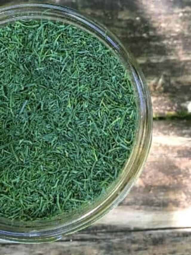 How to Dry Dill- 2 Easy Ways to Make Dried Dill Story