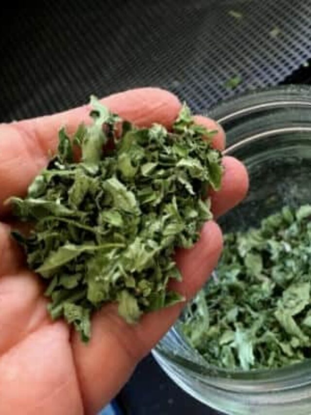 How To Dry Oregano Story The Free Range Life   Cropped Dried Oregano 1 