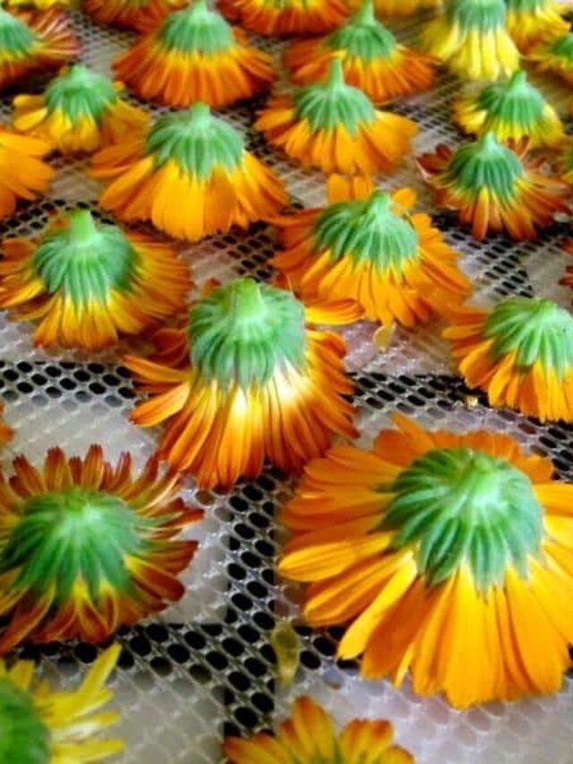 How to Dry Calendula Flowers Story The Free Range Life®