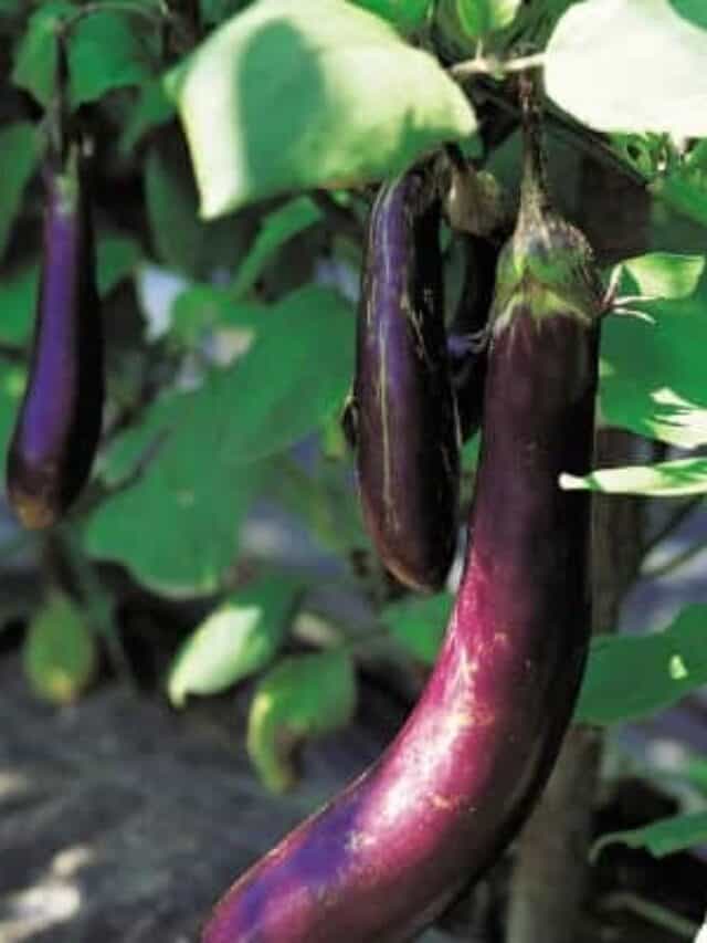 The Best Eggplant Companion Plants for Your Backyard Garden Story