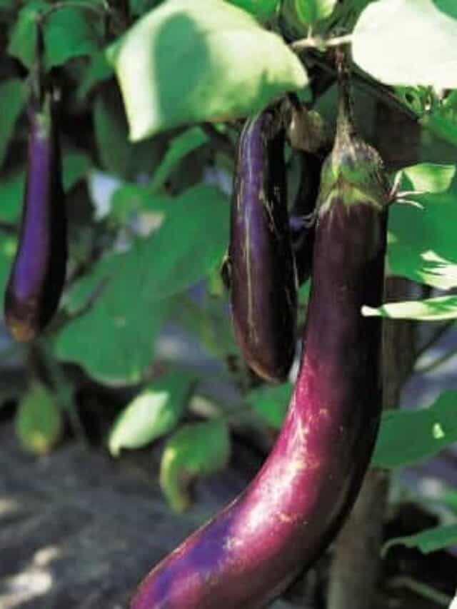 The Best Eggplant Companion Plants for Your Backyard Garden Story The