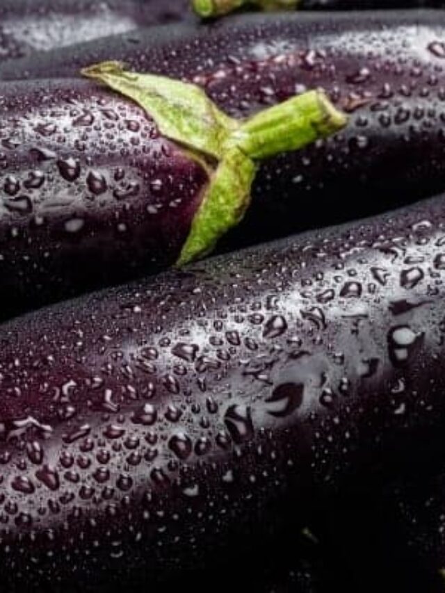 How to Store Eggplant Correctly for the Best Results Story The Free