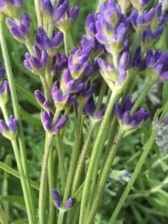 6 Essential Oils for Fleas and How to Use Them in Your Home Story