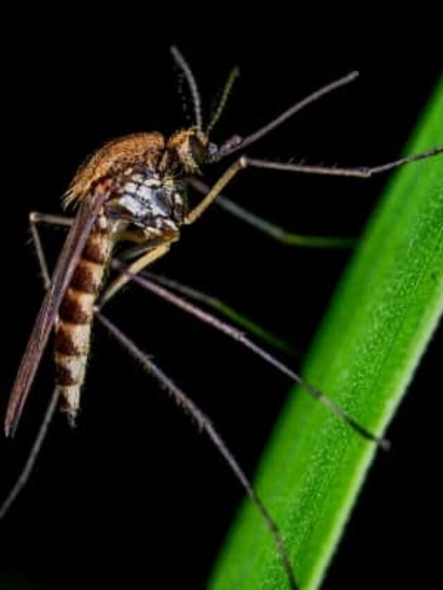 7 Natural Mosquito Repellents for Your Yard Story