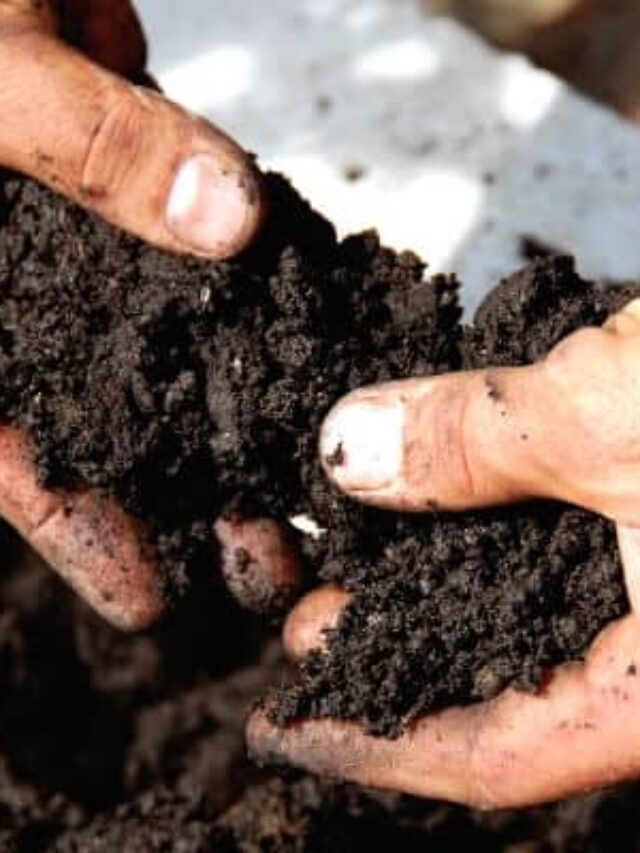 Soil Nutrient Deficiencies and How to Fix Them Story