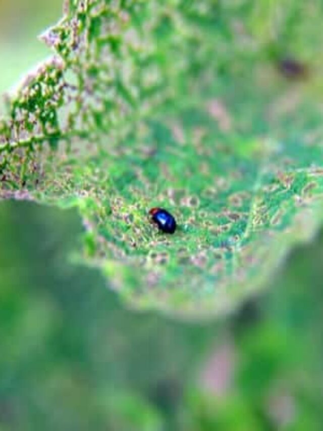 #1 Way to Control Flea Beetles in the Organic Garden Story