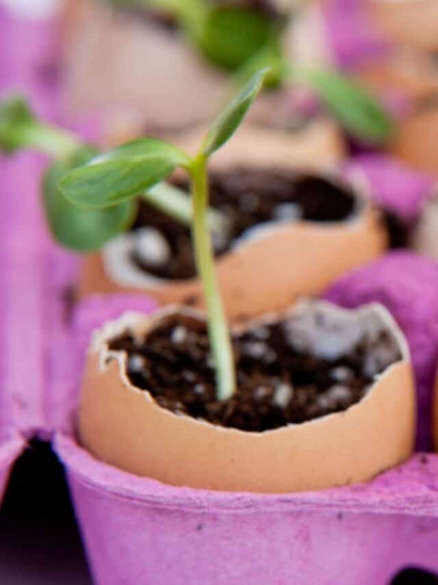 20 Frugal, Repurposed Seed Starting Containers Story